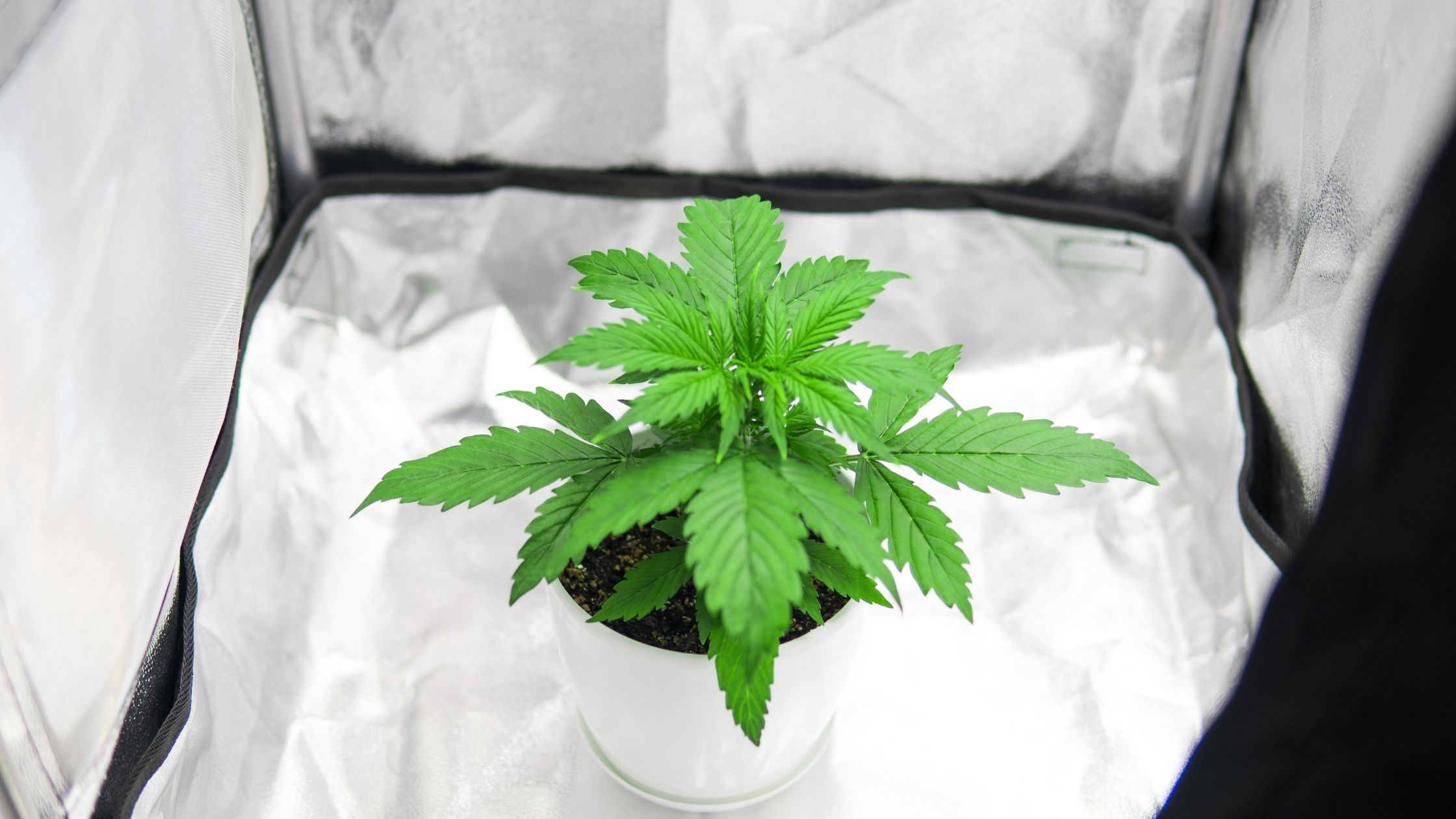 5 mejores kits de iluminación para cultivo interior